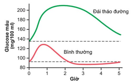 Đường cong dung nạp glucose ở người bình thường và người bị tiểu đường.