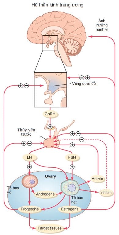 Feedback điều chỉnh của trục dưới đồi - yên buồng trứng ở nữ