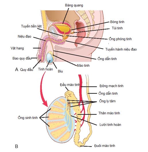 Hệ sinh dục nam