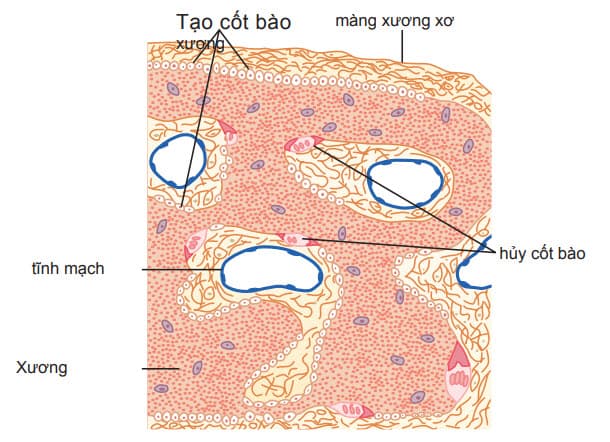 Hoạt động của tạo cốt bào và tủy cốt bào trong cùng một xương