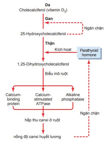 Kích hoạt vitamin D3