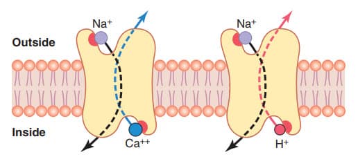 Natri vận chuyển ngược canxi và ion hydro