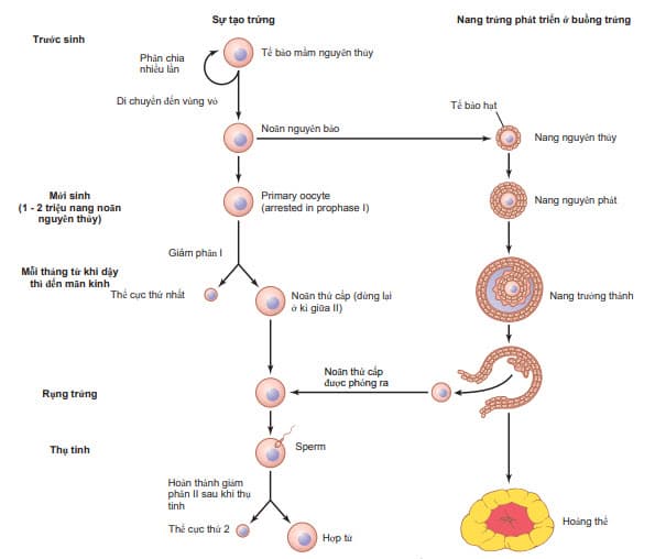 Sự hình thành và phát triển nang trứng