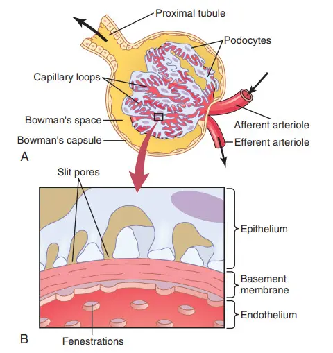  Siêu cấu trúc cơ bản của mao mạch cầu thận
