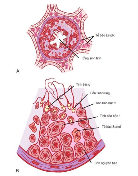 Sơ đồ cắt ngang ống sinh tinh