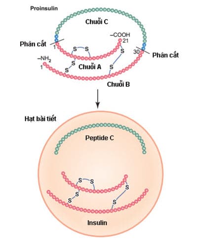 Sơ đồ của phân tử proinsulin