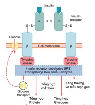 Sơ đồ của thụ thể insulin. Insulin liên kết với tiểu đơn vị của thụ thể