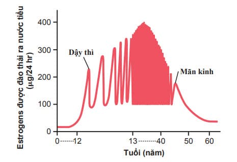 Sự bài tiết estrogen trong tuổi sinh sản ở phụ nữ