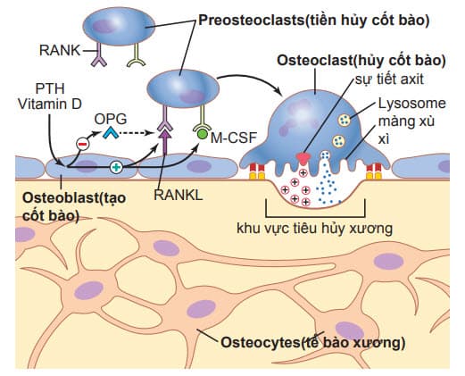 Tái hấp thu xương bằng các nguyên bào xương