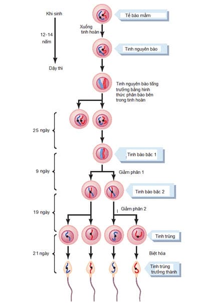 Sự phân chia tế bào trong quá trình sinh tinh