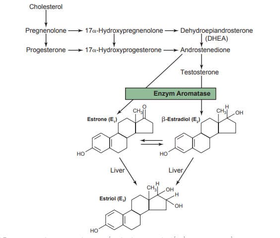 Sự phân giải các hormone chính ở nữ