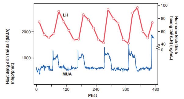 Sự thay đổi nhịp bài tiết hormone LH