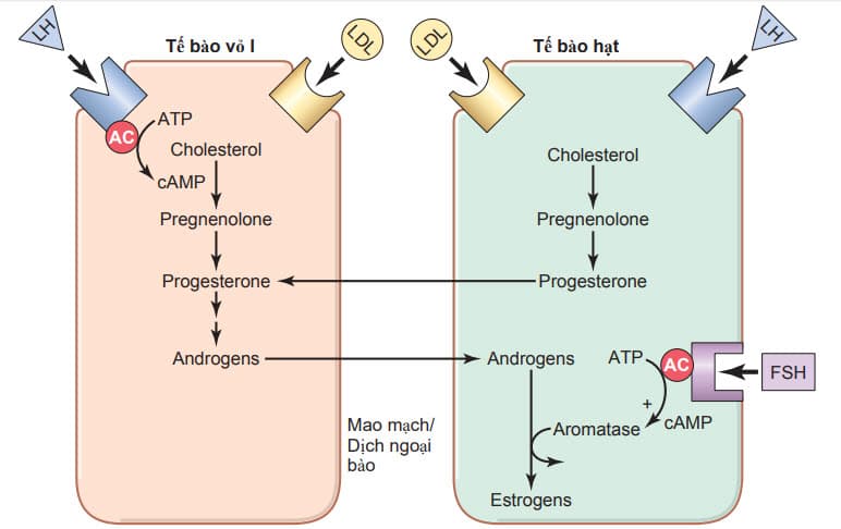 Sự tương tác của các tế bào vỏ nang và các tế bào hạt để bài tiết estrogen