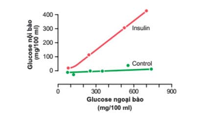 Tác dụng của insulin trong việc tăng cường nồng độ glucose bên trong tế bào cơ