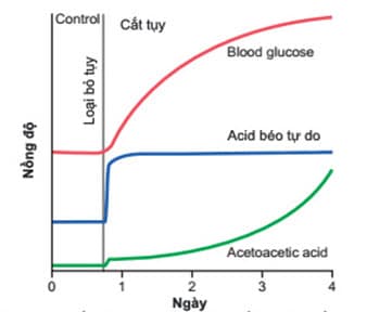 Tác dụng của việc loại bỏ tuyến tụy đối với nồng độ gần đúng của glucose trong máu