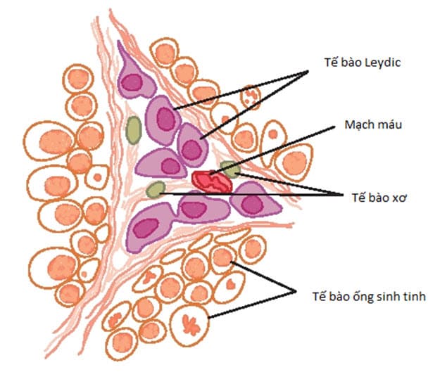 Tế bào Leydic