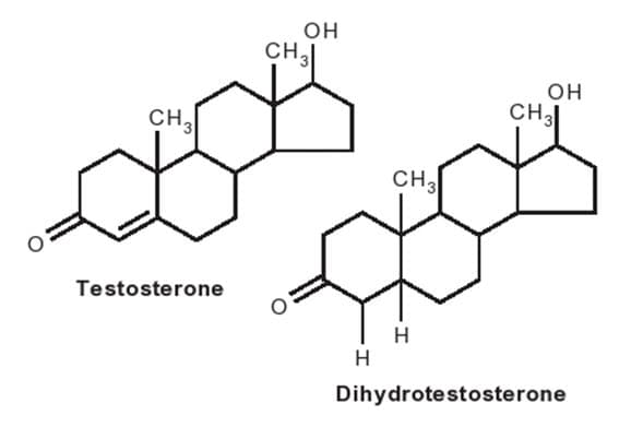 Testosterone và dihydrotestosterone