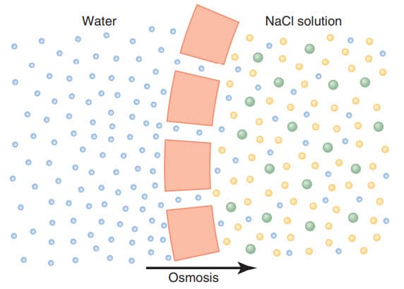 Thẩm thấu tại màng tế bào khi dung dịch natri clorua được đặt ở một bên của màng