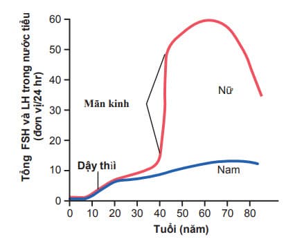 Tổng lượng hormone điều hòa tuyến sinh dục tiết ra trong độ tuổi sinh sản của phụ nữ và nam giới