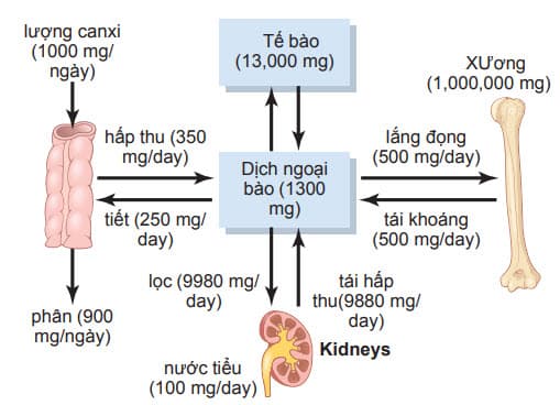 Tổng quan về sư trao đổi canxi