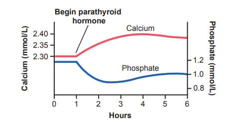 Ước lượng sự thay đổi nồng độ canxi và phosphate trong 5 giờ đầu truyền hormone tuyến cận giáp ở mức vừa phải