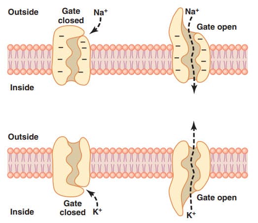 Vận chuyển các ion natri và kali thông qua các kênh protein