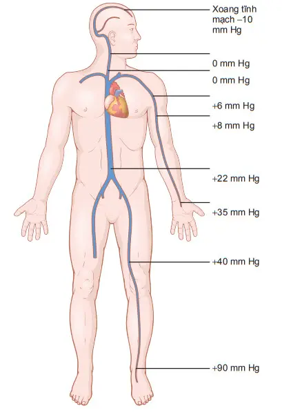 Ảnh hưởng của áp lực trọng lực lên áp lực hệ thống tĩnh mạch