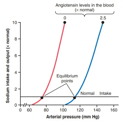 Ảnh hưởng của hai nồng độ angiotensin II
