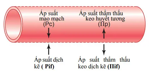 Áp suất dịch và áp suất thẩm thấu keo