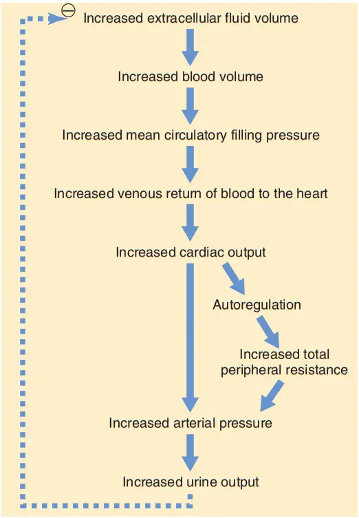 Các bước tuần tự mà lượng dịch ngoại bào tăng lên sẽ làm tăng áp lực động mạch