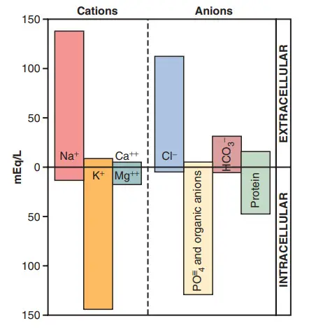 Các cation và anion chính của dịch nội bào và ngoại bào