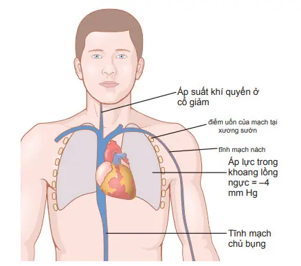 Các điểm ép làm cho tĩnh mạch uốn cong khi đổ vào khoang ngực