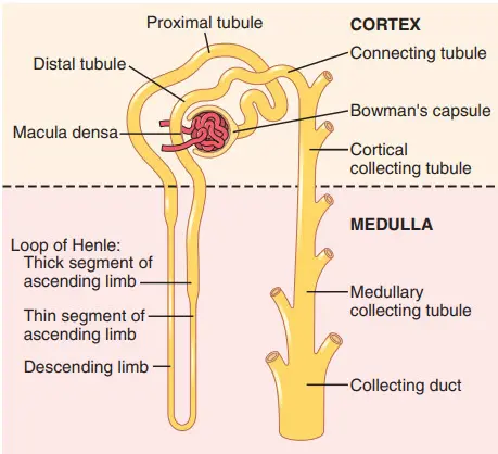 Các đoạn hình ống cơ bản của nephron