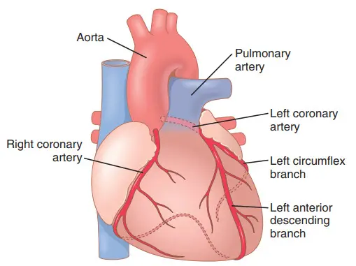 Các động mạch vành