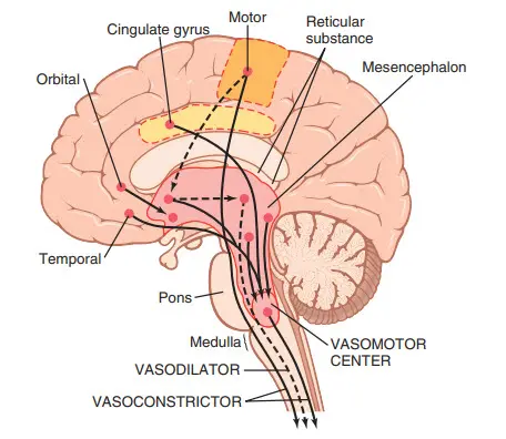 Các khu vực của não đóng vai trò quan trọng trong điều hòa tuần hoàn