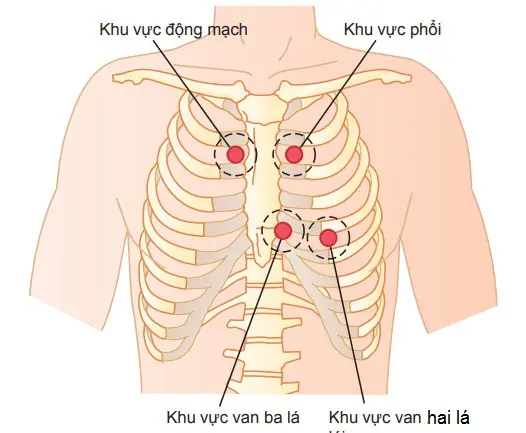 Các khu vực lồng ngực mà tiếng tim nghe rõ nhất