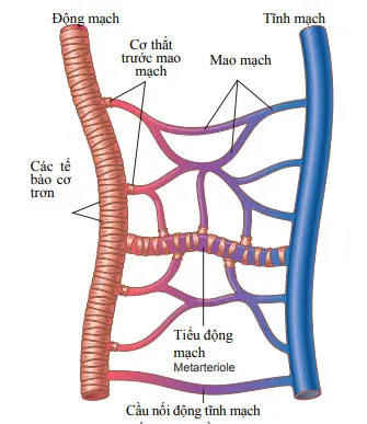 Cấu tạo vi tuần hoàn