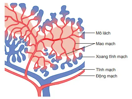 Cấu trúc chức năng của lách