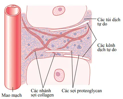 Cấu trúc của khoảng kẽ