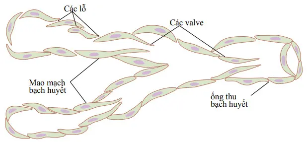 Cấu trúc của mao mạch bạch huyết