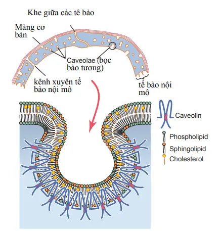 Cấu trúc của thành mao mạch