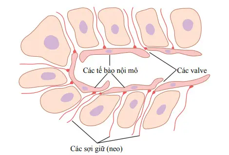 Cấu trúc đặc biệt của các mao mạch bạch huyết