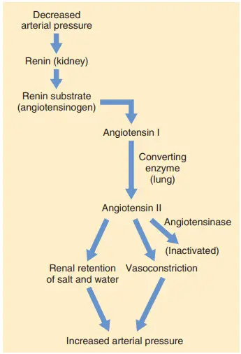 Cơ chế co mạch của renin-angiotensin để kiểm soát áp lực động mạch