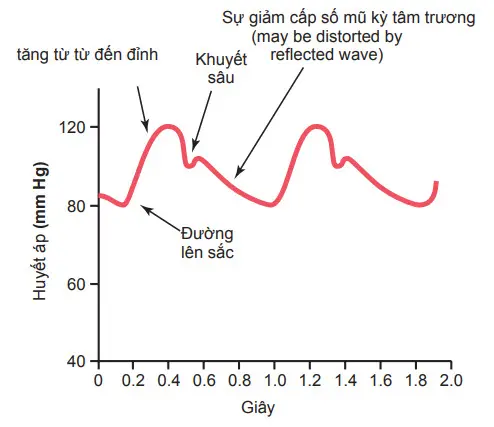 Đường biểu diễn xung lực của huyết áp tại nhánh lên động mạch chủ