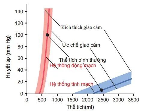 Giai đoạn thể tích áp lực của hệ thống động mạch và tĩnh mạch