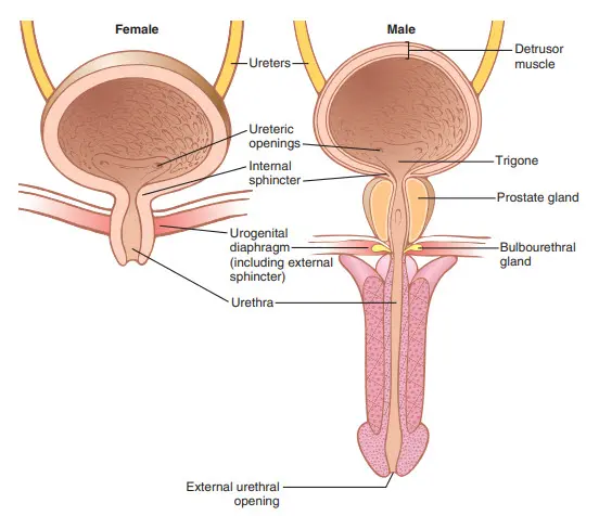 Giải phẫu bàng quang và niệu đạo ở nam và nữ