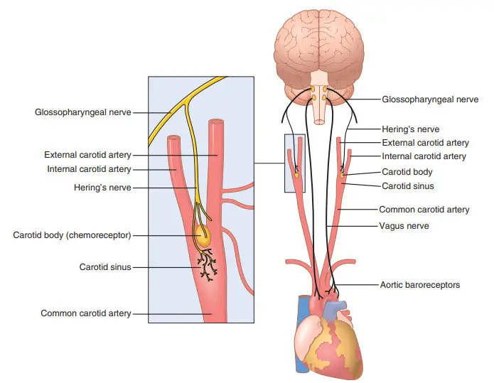 Hệ thống thụ thể cảm nhận để kiểm soát áp lực động mạch