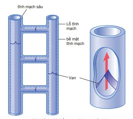 Hệ thống van tĩnh mạch ở chân