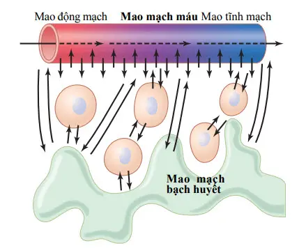 Khuếch tán của các phân tử hòa tan