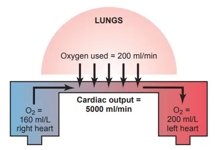 Nguyên lý thay đổi nồng độ oxy để tính cung lượng tim